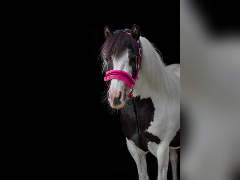 Welsh-C Mix Hengst 1 Jaar 130 cm Zwart in Uelsen