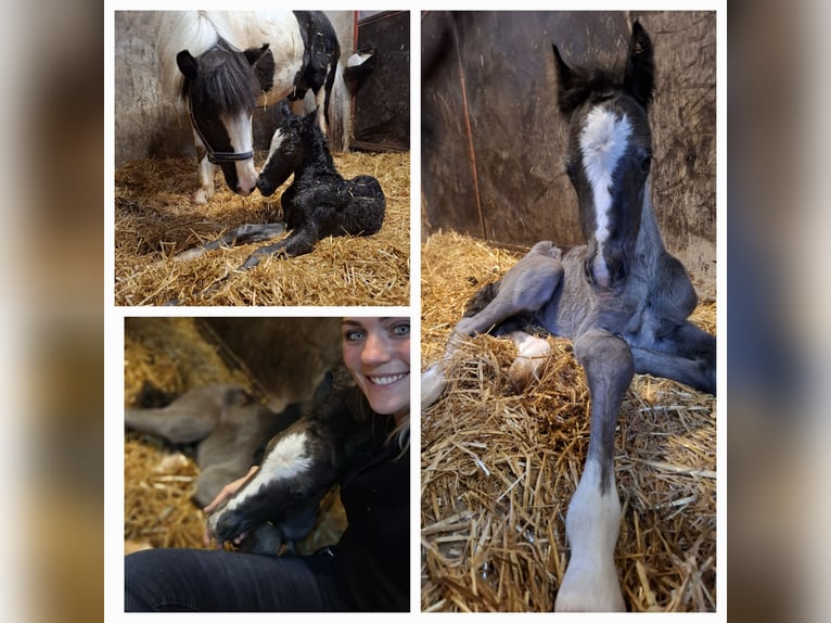 Welsh-C Mix Hengst 1 Jaar 130 cm Zwart in Uelsen