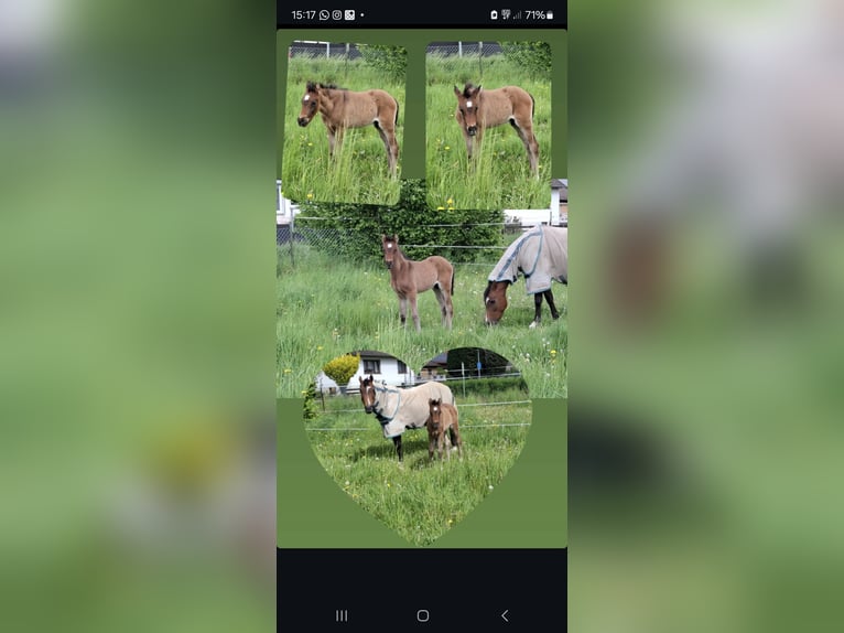 Welsh-C Hengst 1 Jaar 140 cm Bruin in Bockenem