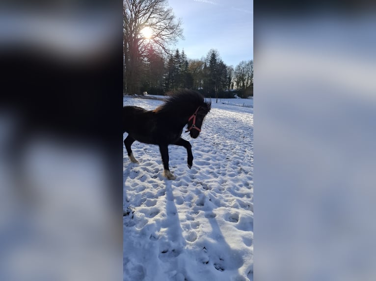Welsh-C Mix Hengst 1 Jahr 130 cm Rappe in Uelsen