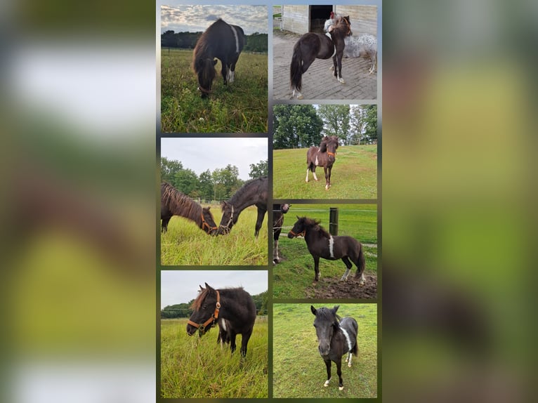 Welsh-C Mix Hengst 1 Jahr 130 cm Rappe in Uelsen