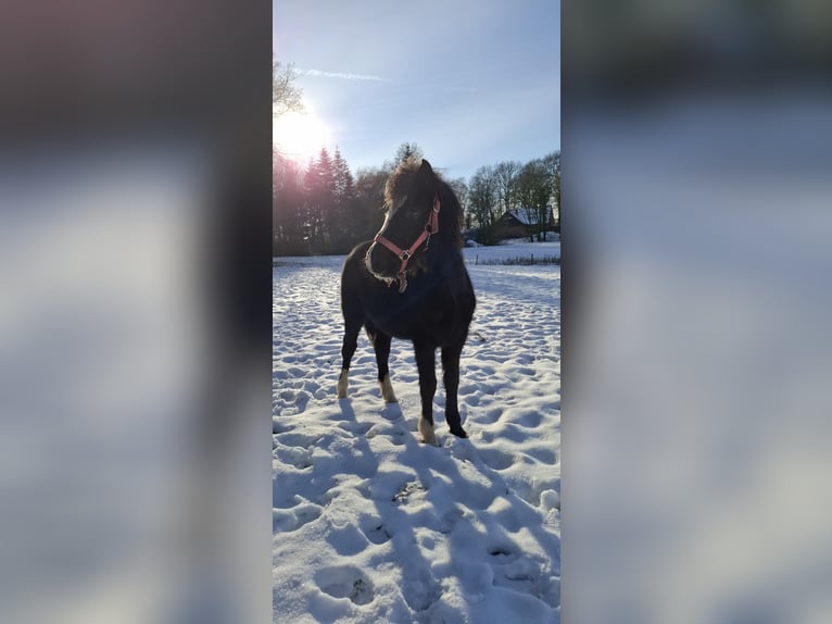 Welsh-C Mix Hengst 1 Jahr 130 cm Rappe in Uelsen