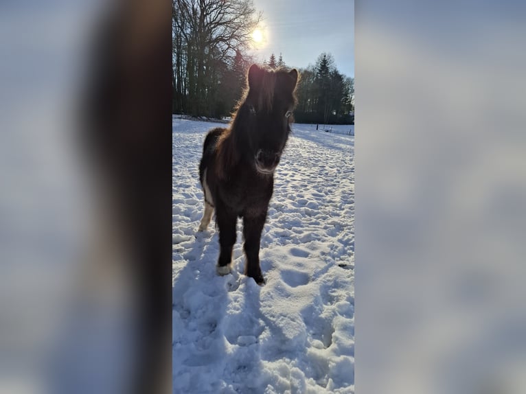 Welsh-C Mix Hengst 1 Jahr 130 cm Rappe in Uelsen