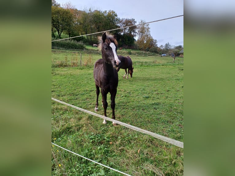 Welsh-C Hengst 1 Jahr 134 cm Rappe in Obernburg am Main