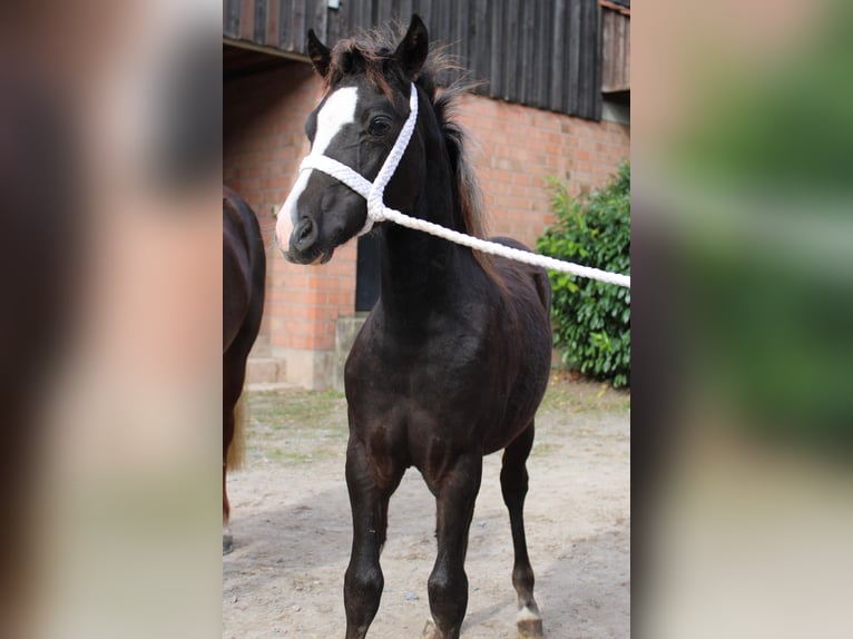 Welsh-C Hengst 1 Jahr 134 cm Rappe in Obernburg am Main