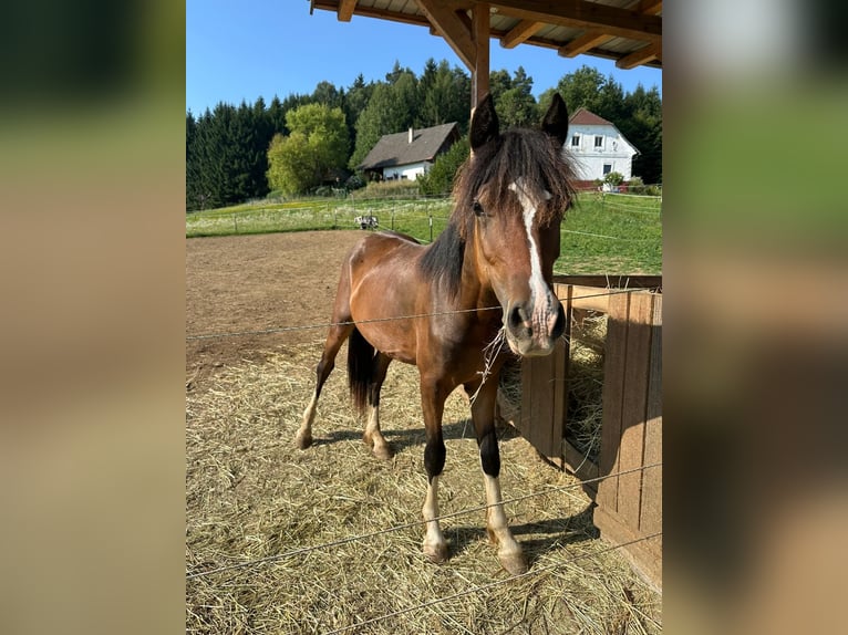 Welsh-C Hengst 1 Jahr 138 cm Dunkelbrauner in Neuhaus