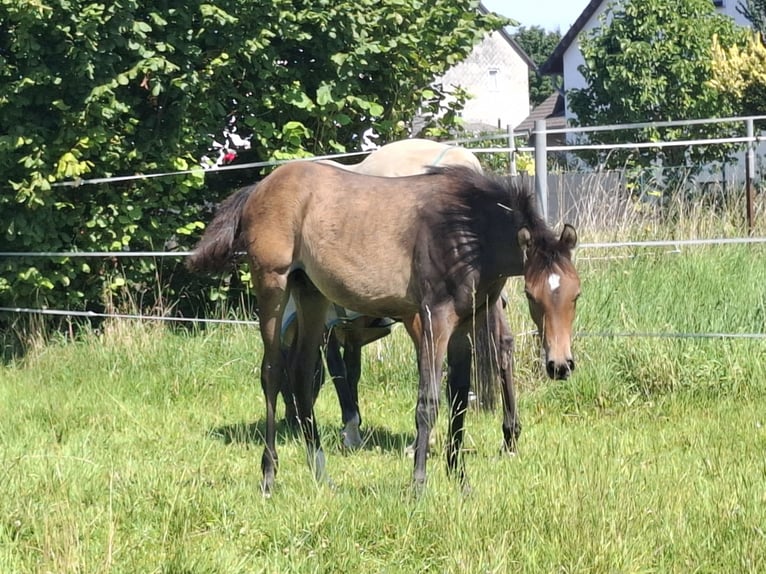 Welsh-C Hengst 1 Jahr 140 cm Brauner in Bockenem