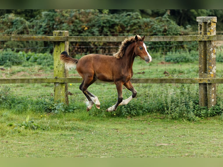 Welsh-C Hengst 2 Jaar 140 cm Bruin in Meerbusch