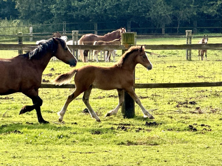 Welsh-C Hengst 2 Jahre 140 cm Brauner in Meerbusch