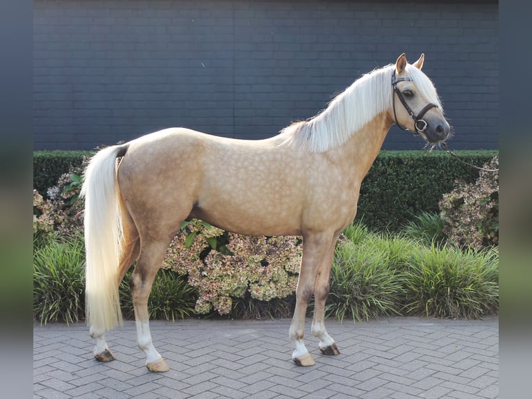 Welsh-C Hengst 3 Jaar 132 cm Palomino in Boxtel