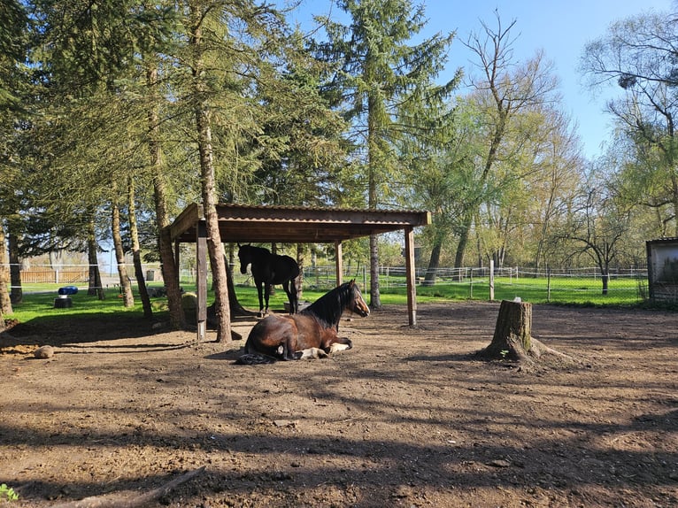 Welsh-C Hengst 4 Jaar 135 cm Bruin in Angermünde