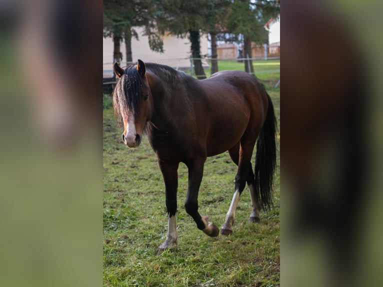 Welsh-C Hengst 4 Jahre 135 cm Brauner in Angermünde