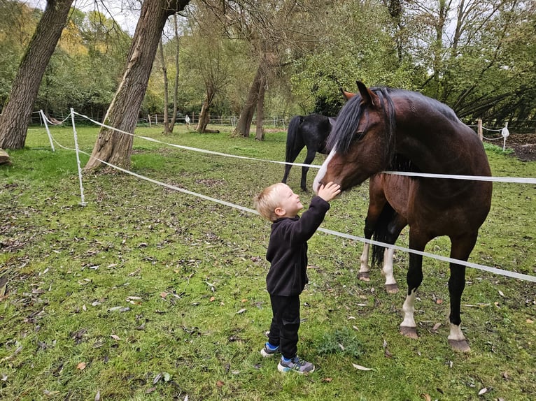 Welsh-C Hengst 4 Jahre 135 cm Brauner in Angermünde