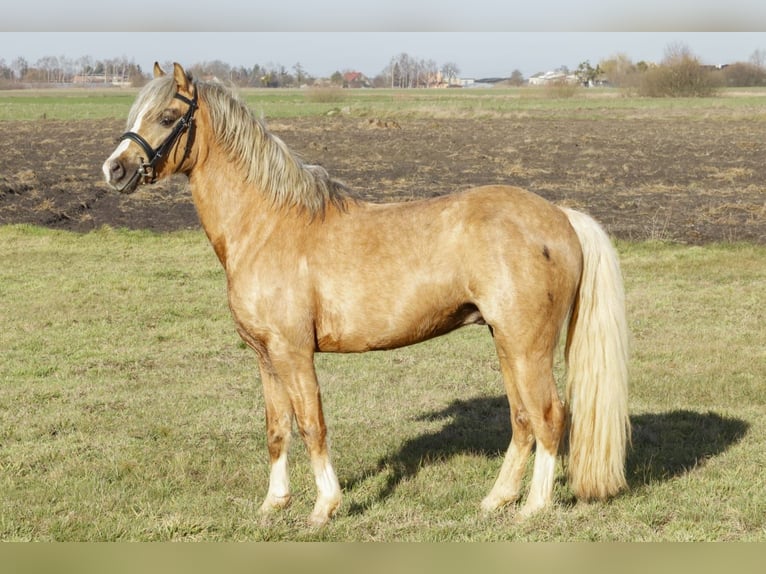 Welsh-C Hengst 5 Jaar 132 cm Palomino in Wągrowiec