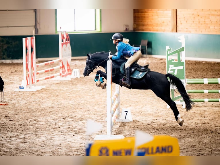 Welsh-C Hengst 7 Jaar 134 cm Zwart in Łąka