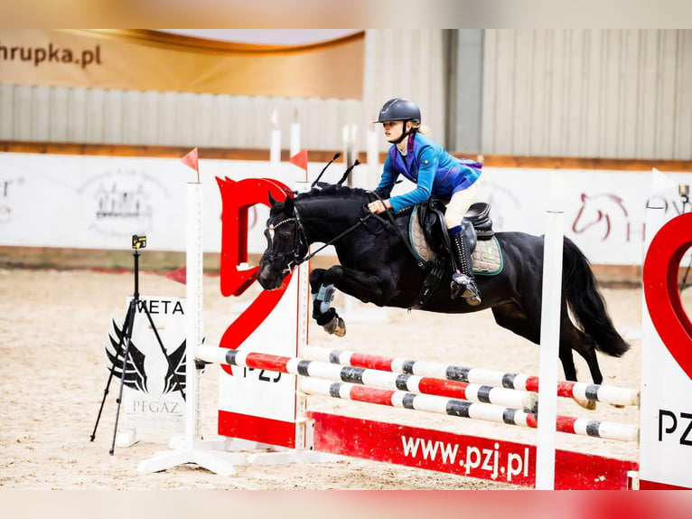 Welsh-C Hengst 7 Jahre 134 cm Rappe in Łąka