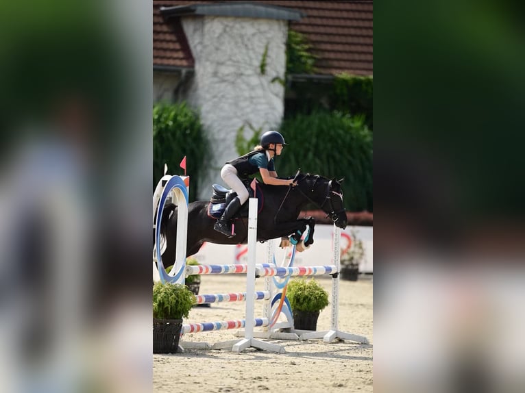 Welsh-C Hengst 7 Jahre 134 cm Rappe in Łąka