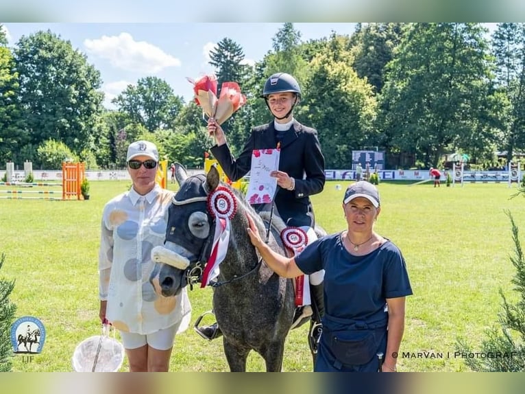 Welsh-C Mix Hengst 7 Jahre 138 cm Apfelschimmel in Rīgas raj