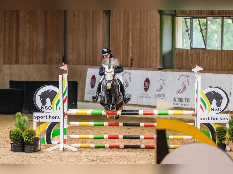 Welsh-C Mix Hengst 7 Jahre 138 cm Apfelschimmel in Rīgas raj