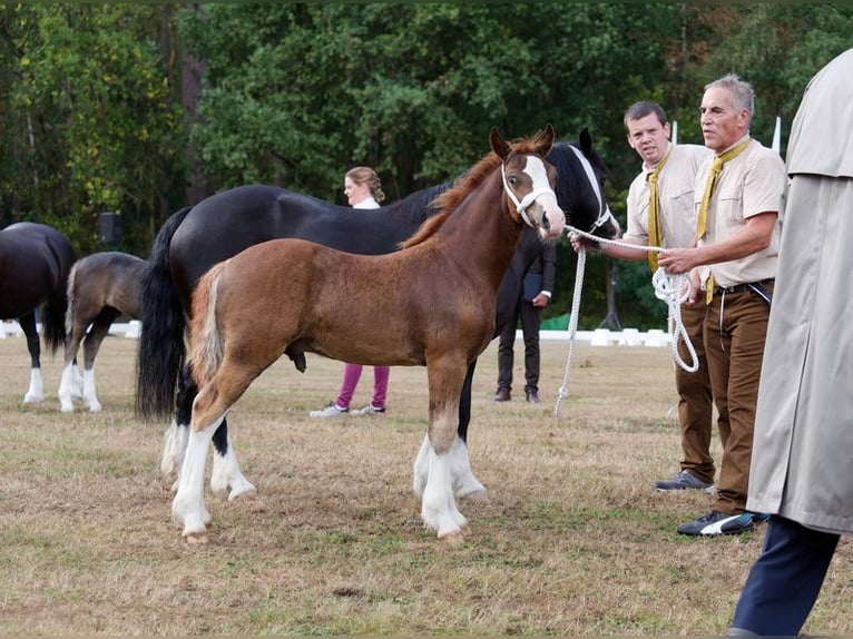 Welsh-C Hengst Fohlen (05/2026) 136 cm Dunkelfuchs in Korschenbroich