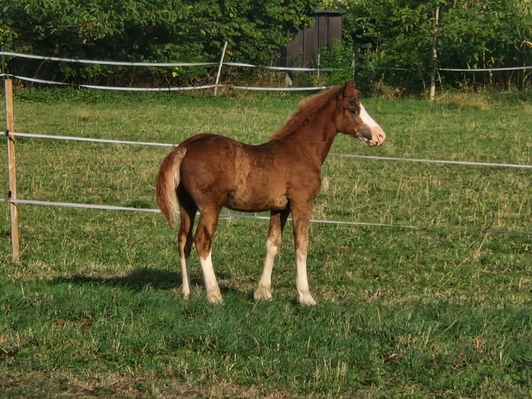 Welsh-C Hengst Fohlen (05/2026) 140 cm Fuchs in Korschenbroich