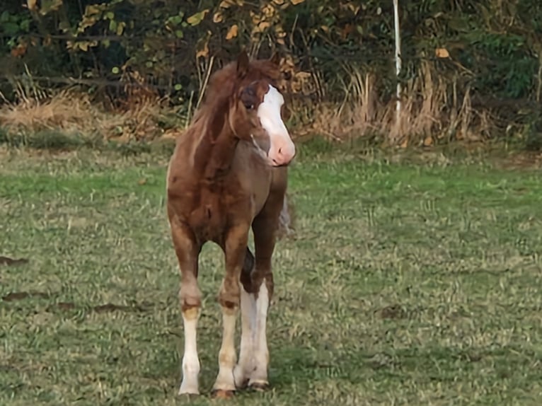 Welsh-C Hengst Fohlen (05/2026) 140 cm Fuchs in Korschenbroich