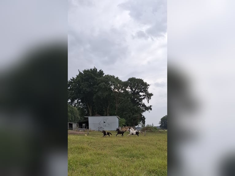 Welsh-C Mix Hengst Veulen (05/2025) 135 cm Zwart in Uelsen