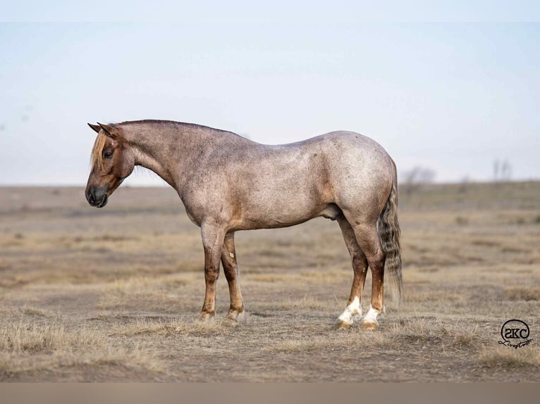 Welsh-C Hongre 10 Ans 127 cm Rouan Rouge in Canyon
