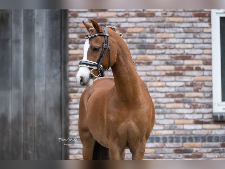 Welsh-C Hongre 10 Ans 132 cm Alezan in Lieren