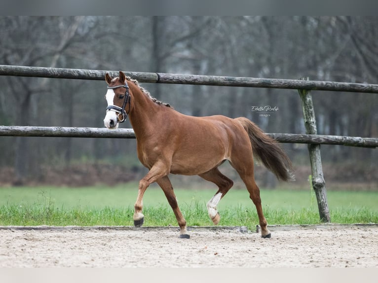 Welsh-C Hongre 10 Ans 132 cm Alezan in Lieren