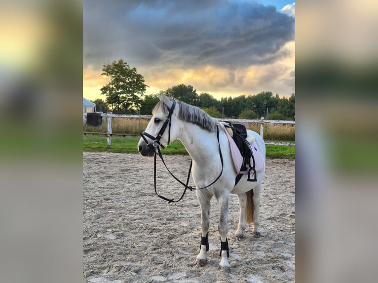 Welsh-C Hongre 11 Ans 124 cm Gris in Dołuje