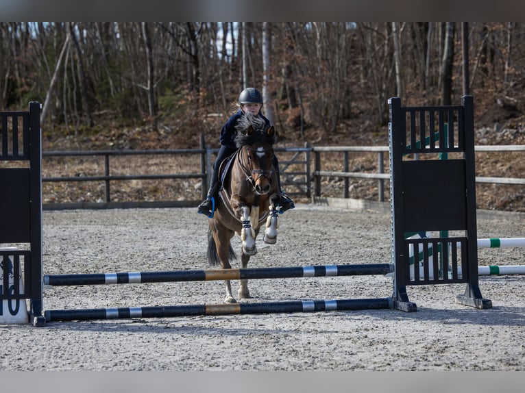 Welsh-C Hongre 11 Ans 130 cm Bai cerise in Larvik