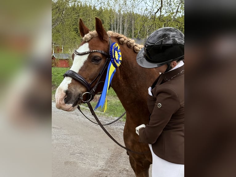 Welsh-C Hongre 12 Ans 139 cm Alezan brûlé in Söderhamn