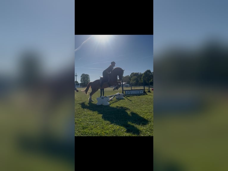 Welsh-C Hongre 12 Ans 147 cm Alezan in Ostrohe