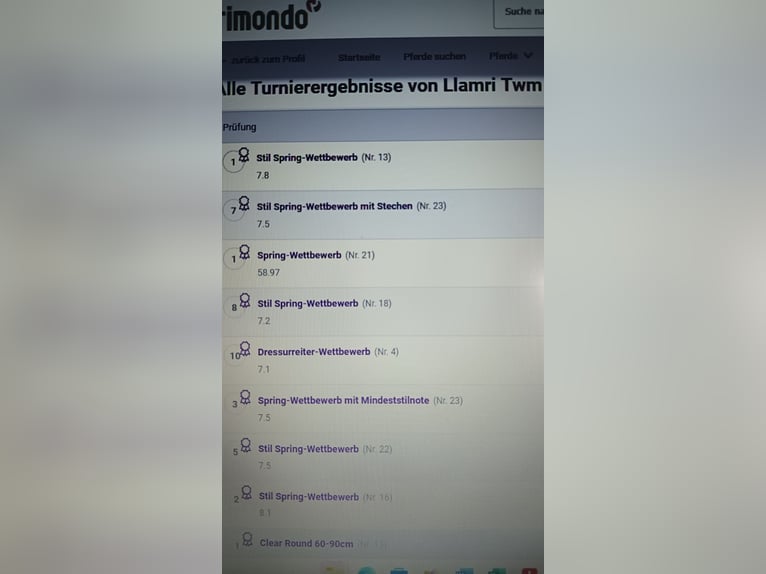 Welsh-C Hongre 13 Ans 140 cm Alezan brûlé in Lingen