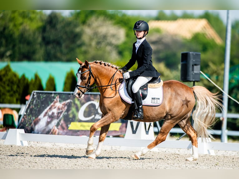 Welsh-C Hongre 14 Ans 134 cm Alezan in Siemianowice