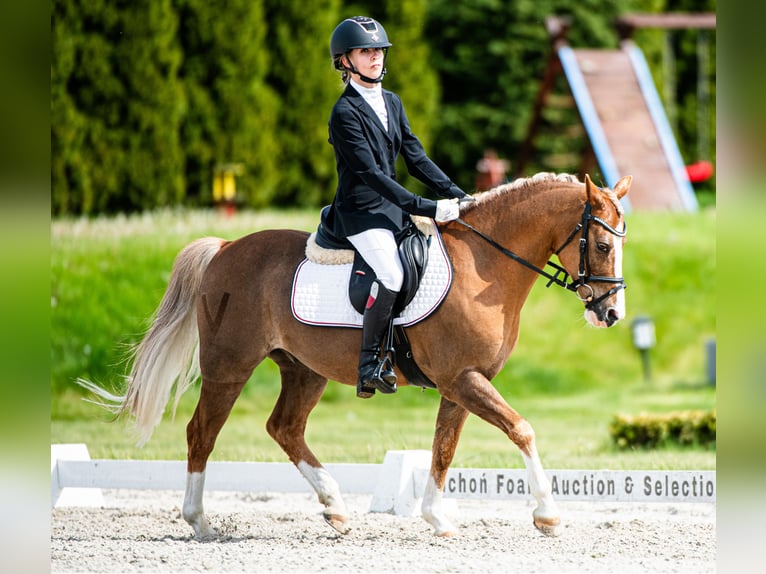 Welsh-C Hongre 14 Ans 134 cm Alezan in Siemianowice
