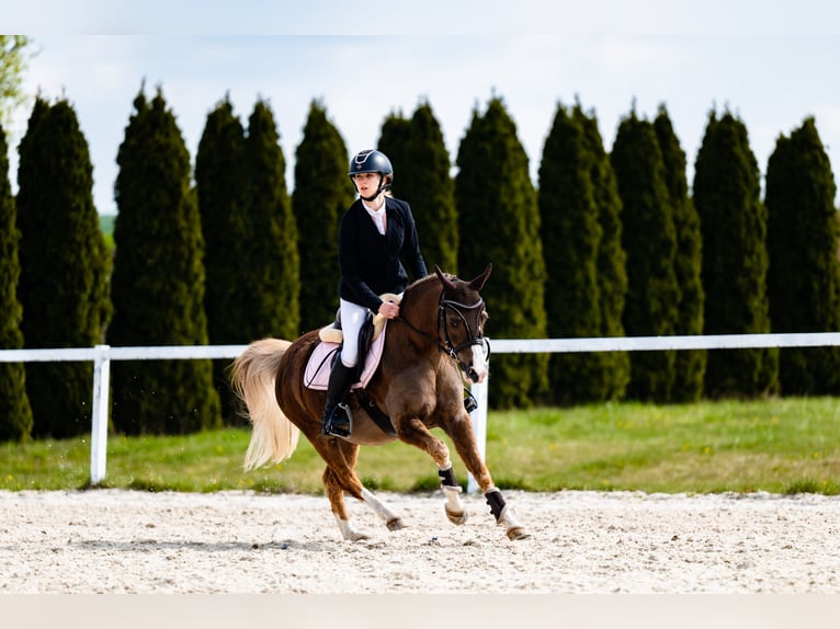 Welsh-C Hongre 14 Ans 134 cm Alezan in Siemianowice