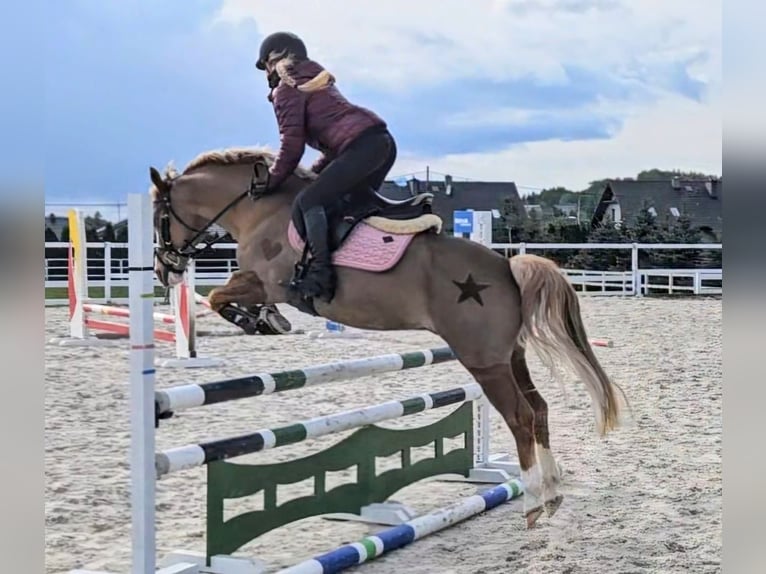 Welsh-C Hongre 14 Ans 135 cm Alezan in Siemianowice Śląskie