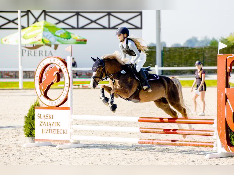 Welsh-C Hongre 14 Ans 135 cm Alezan in Siemianowice Śląskie