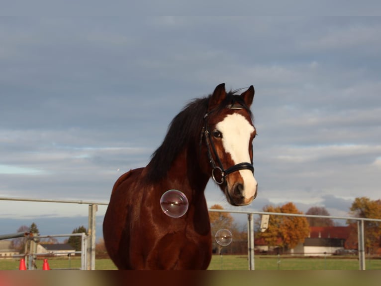 Welsh-C Hongre 14 Ans 140 cm Bai in Geseke