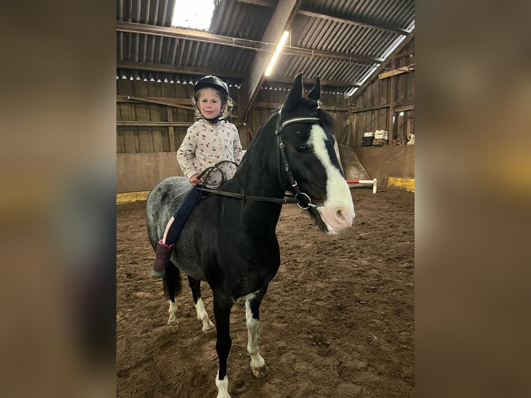 Welsh-C Croisé Hongre 15 Ans 137 cm Gris (bai-dun) in Hintermoos