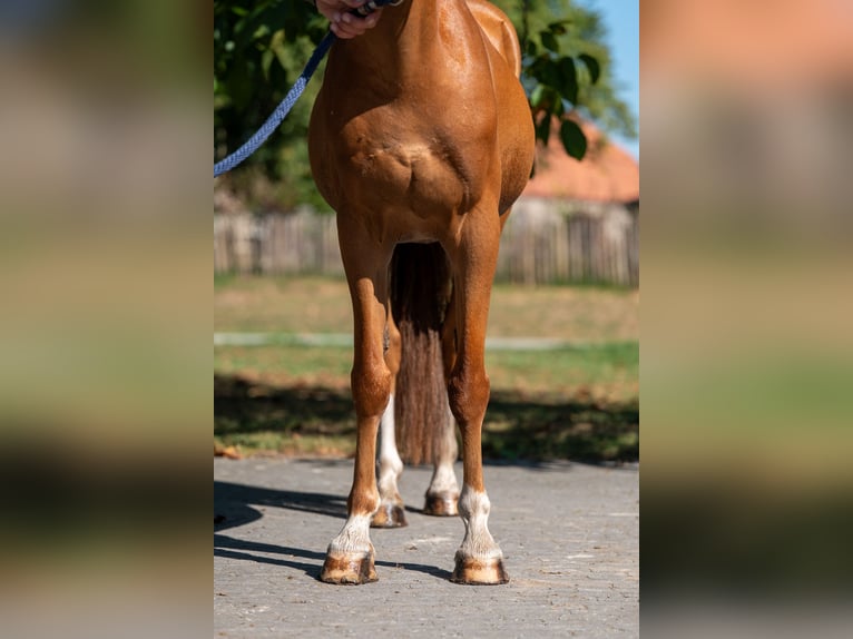Welsh-C Hongre 16 Ans 129 cm Alezan in GROTE-BROGEL