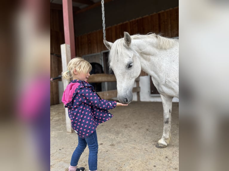 Welsh-C Hongre 16 Ans 131 cm Gris pommelé in Kutenholz