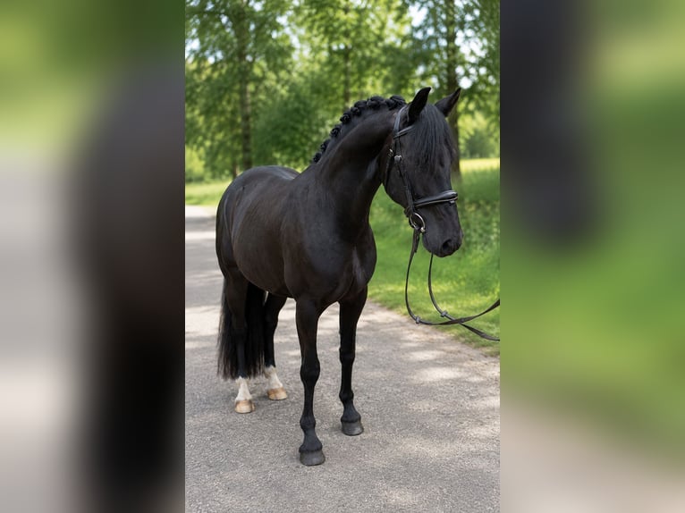 Welsh-C Hongre 17 Ans 145 cm Noir in Groesbeek