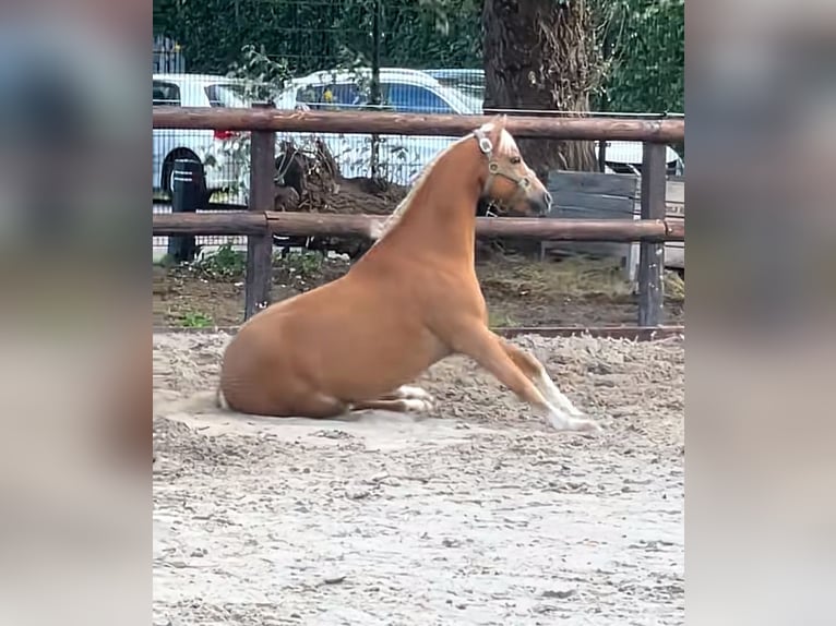 Welsh-C Hongre 20 Ans 130 cm Palomino in Rotterdam