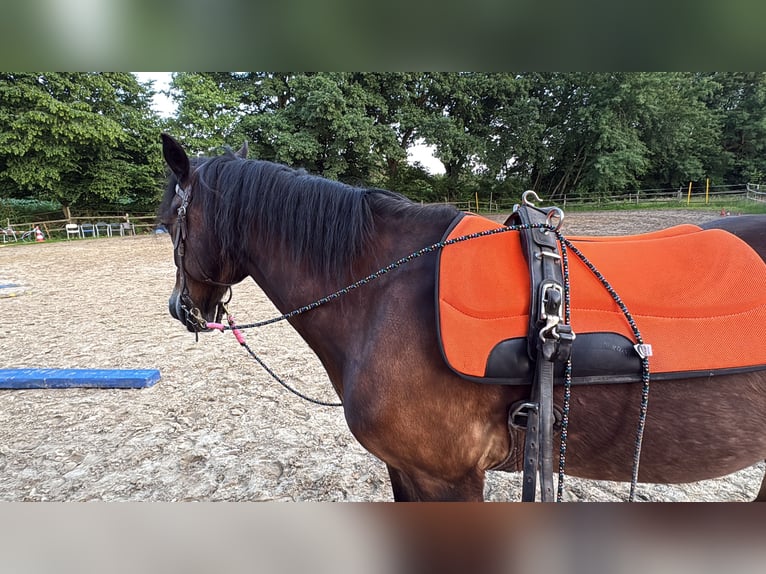 Welsh-C Hongre 22 Ans 145 cm Bai in Greven