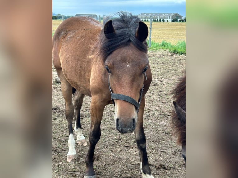 Welsh-C Hongre 2 Ans 135 cm Bai in Kerpen