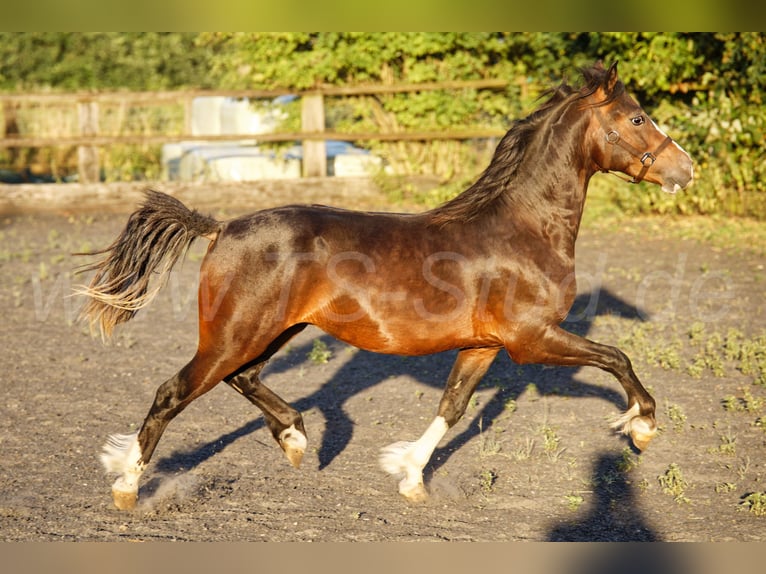 Welsh-C Hongre 2 Ans 140 cm Bai in Meerbusch