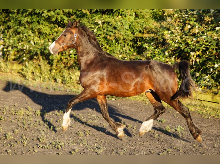 Welsh-C Hongre 2 Ans 140 cm Bai in Meerbusch